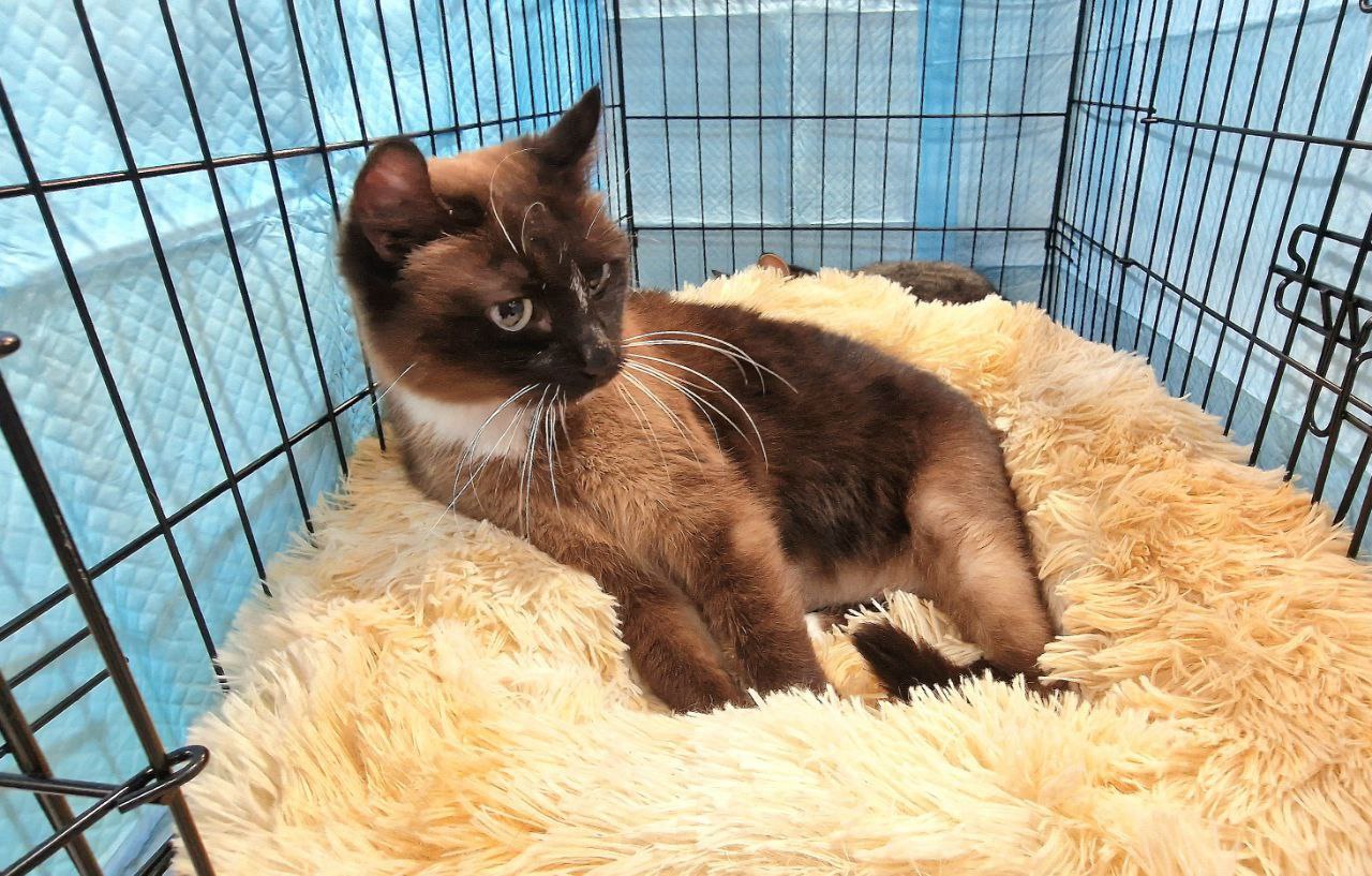 38 животных нашли свой дом! 38 животных нашли свой дом!