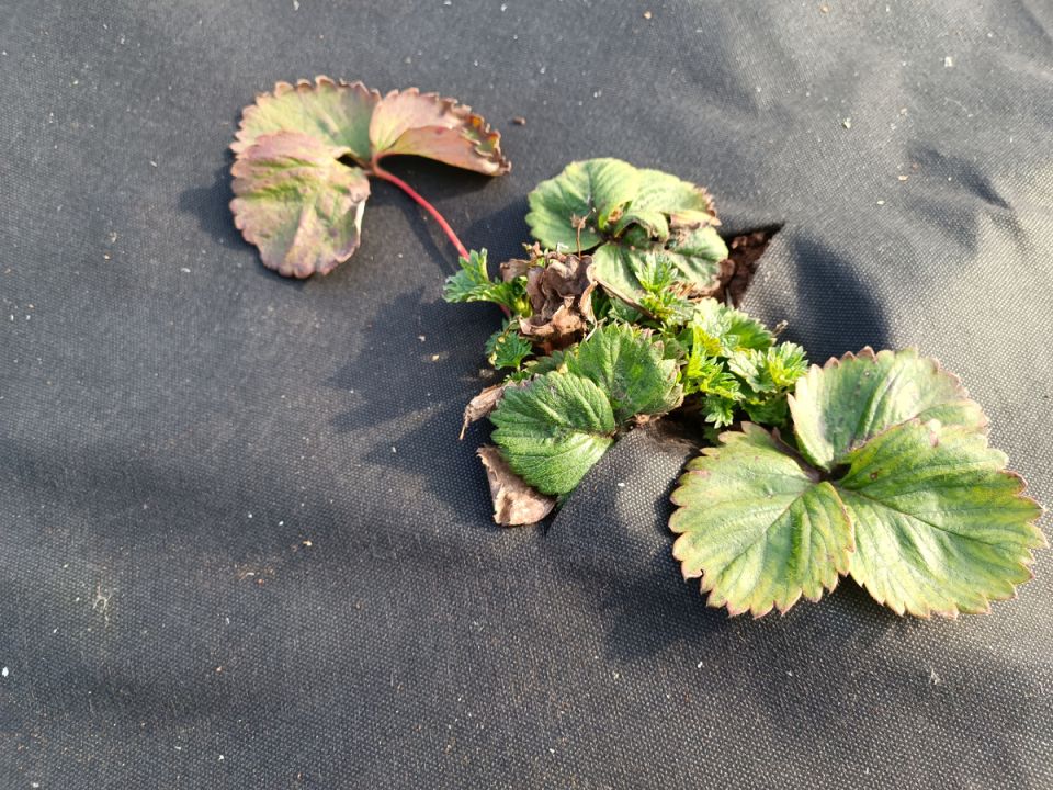 Зачем и как правильно мульчировать землянику к зиме