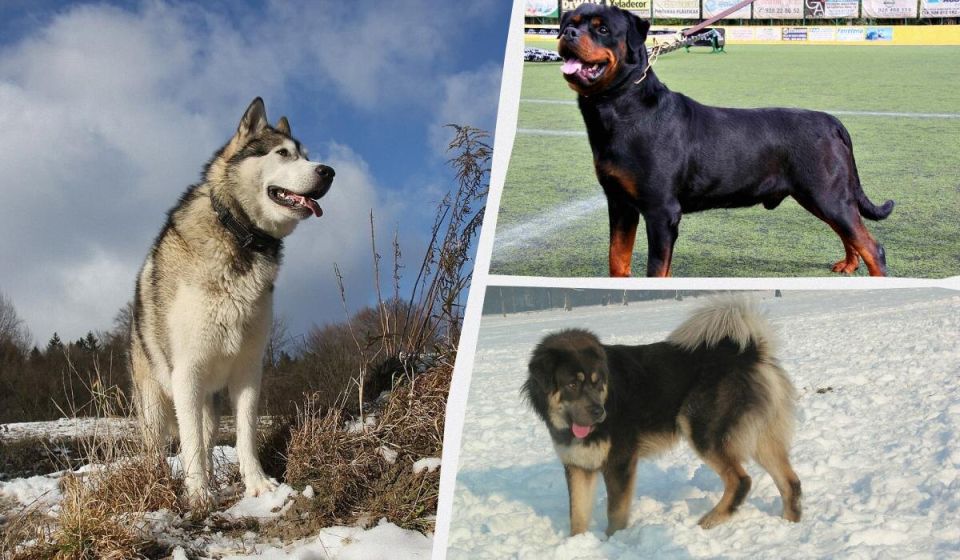 Самые сильные собаки в мире: топ-10 пород, которые защитят вас