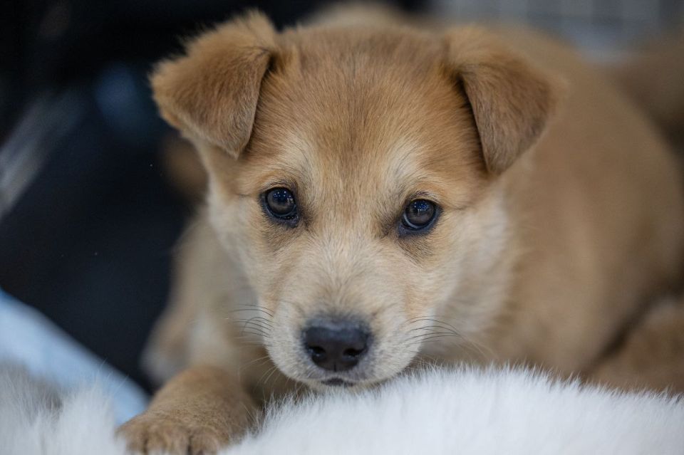 38 животных нашли свой дом!