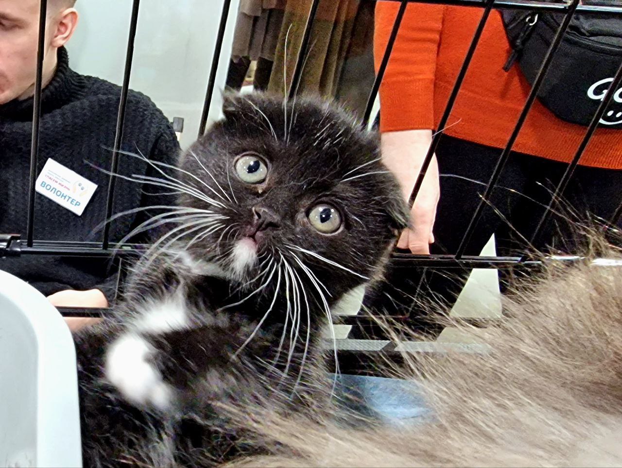 38 животных нашли свой дом! 38 животных нашли свой дом!