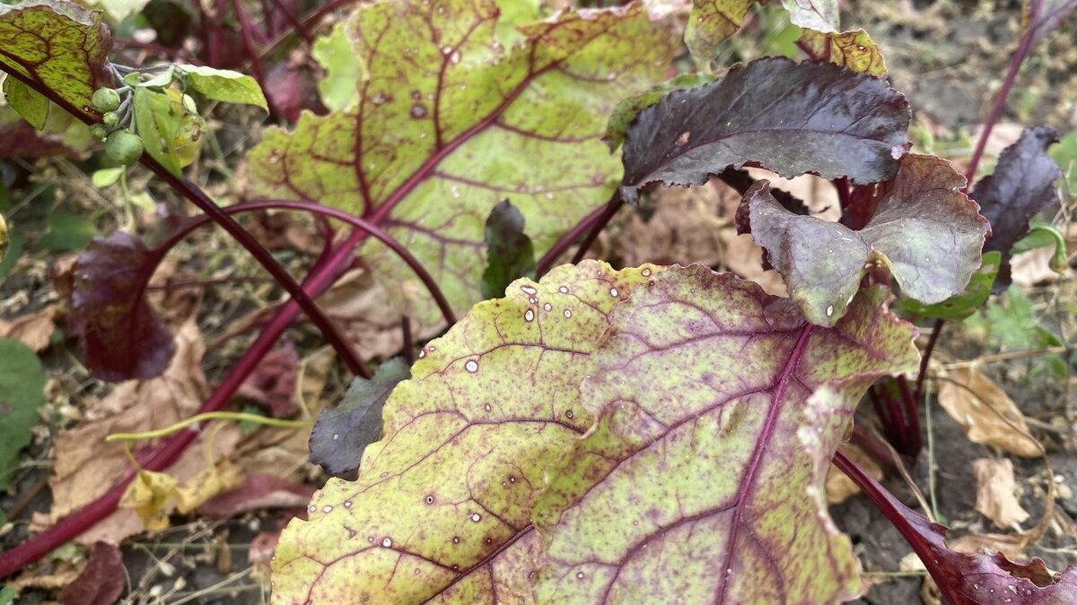 Как уральские дачники улучшают почву осенью без навоза