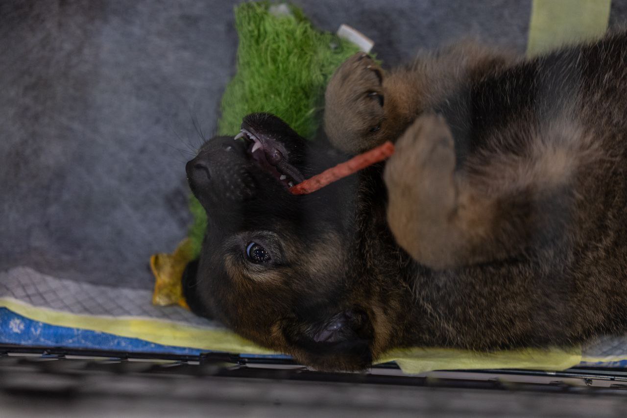 38 животных нашли свой дом! 38 животных нашли свой дом!