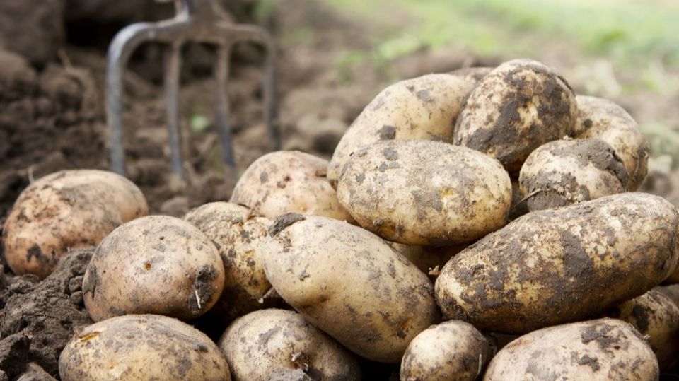 Как бюджетные удобрения для картофеля обошли дорогие аналоги