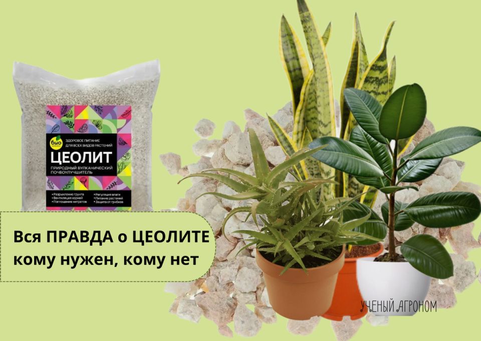 Цеолит для комнатных растений: как выбрать и использовать правильно