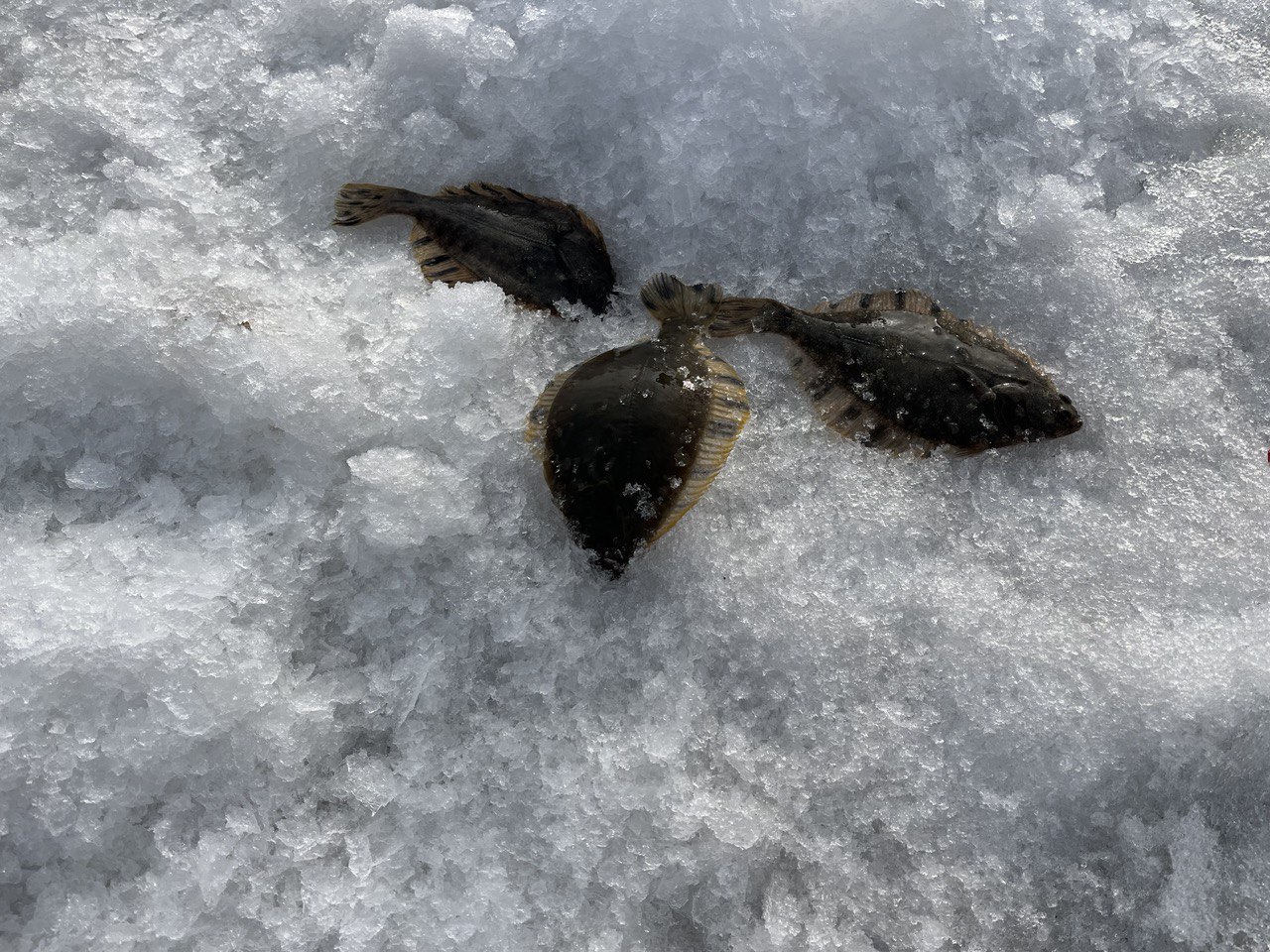 На фестивале подлёдного лова в Приморье дали старт новому сезону проекта «СВОи на рыбалке» На фестивале подлёдного лова в Приморье дали старт новому сезону проекта «СВОи на рыбалке»