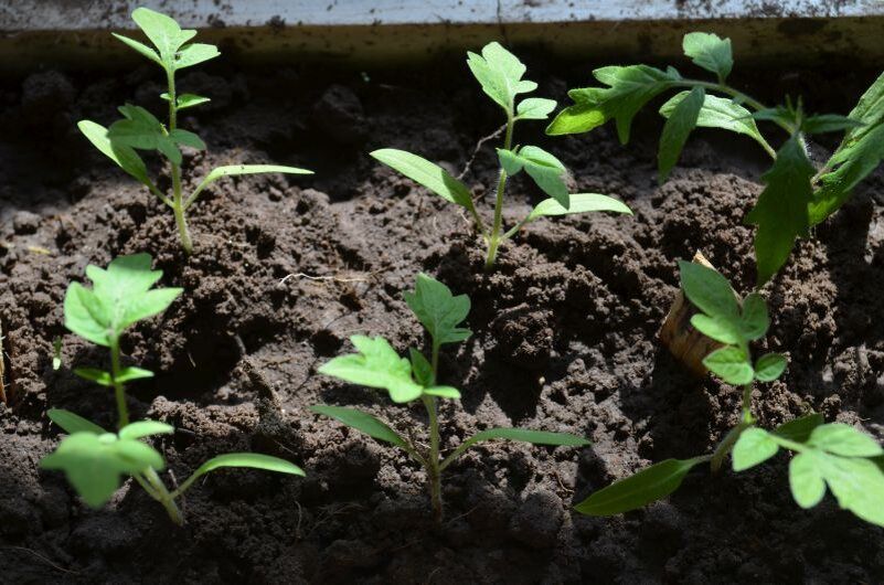 Почему листья рассады томатов меняют цвет и что с этим делать