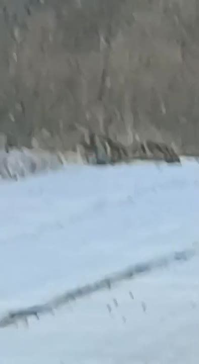 Тигр вышел на трассу в Приморье