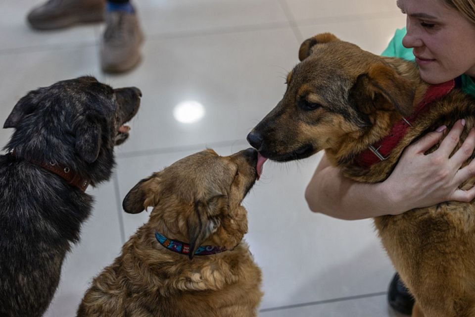38 питомцев нашли своих новых хозяев на выставке-раздаче во Владивостоке