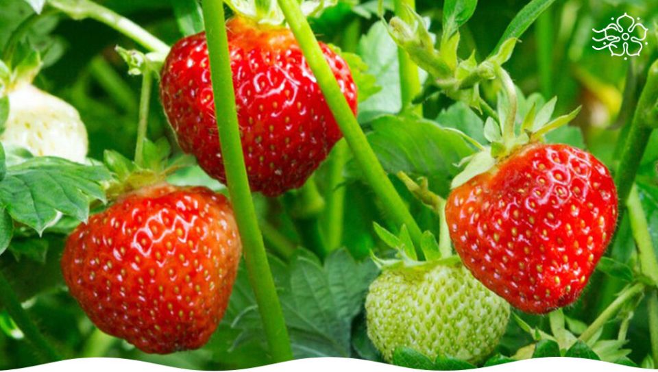 ����������� ��������� �� �����: ������� � ������ ��� ������