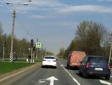 Березы вызывают панику среди горожан