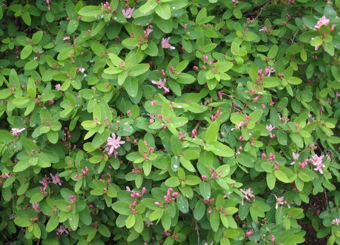 Как выбрать идеальную жимолость для вашего сада