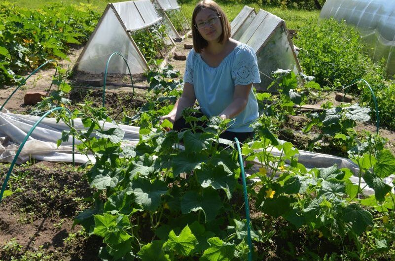 Как успешно удобрить огурцы в августе для продления плодоношения