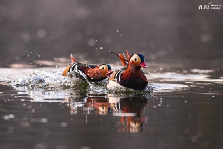 Доброе утро, Владивосток!. Сегодня вторник, 24 февраля