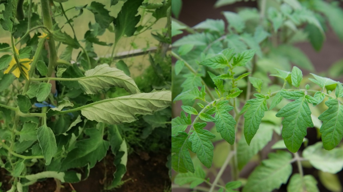 Как вернуть здоровье томатам: природный настой для восстановления листьев