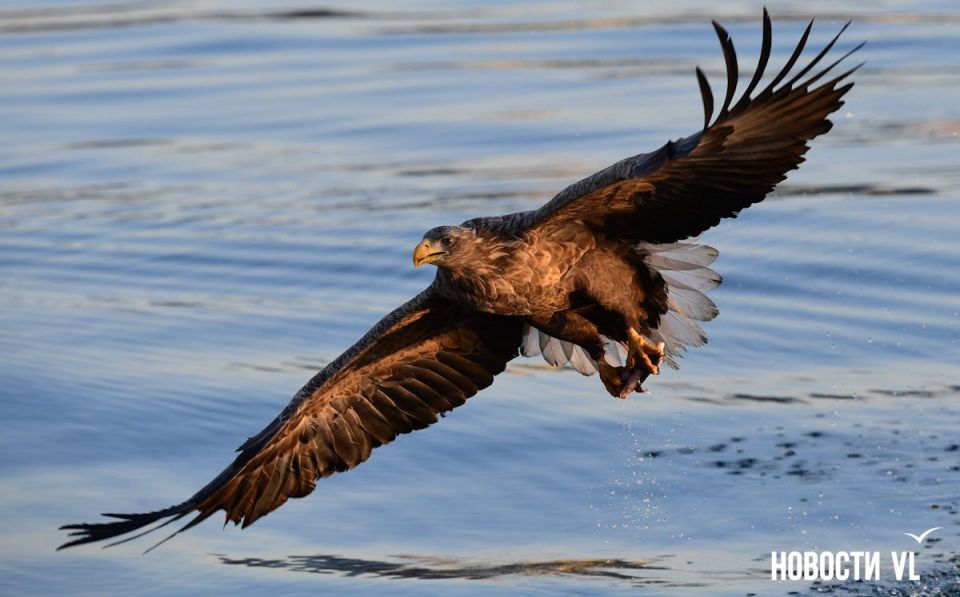 ������ ����, �����������. ���� ���������� ����������