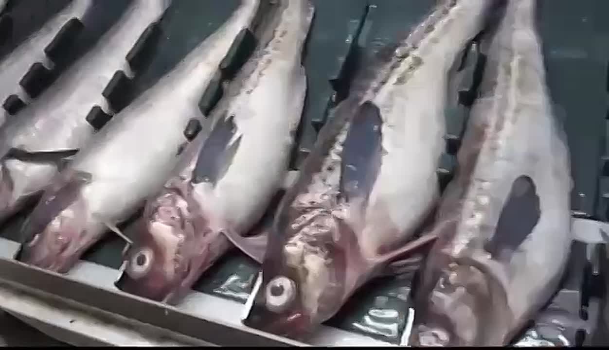 Охотоморская путина-2026: рыбаки добыли почти полмиллиона тонн минтая