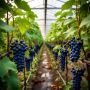 Виноград в теплице: возможное или невозможное в средней полосе?