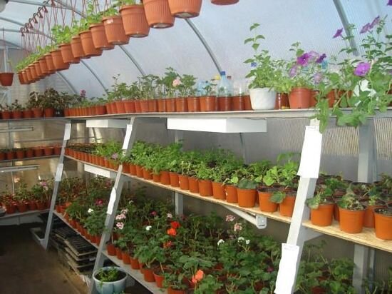 Как выбрать идеальную емкость для рассады: советы и рекомендации