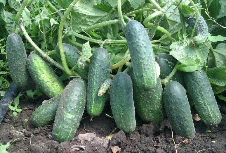 ������� �������� ������: ��� ��������� ��������� ����� ����������� ���� ������