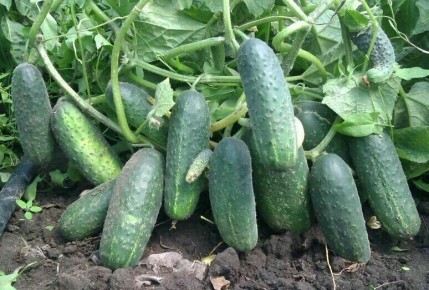 ������� �������� ������: ��� ��������� ��������� ����� ����������� ���� ������