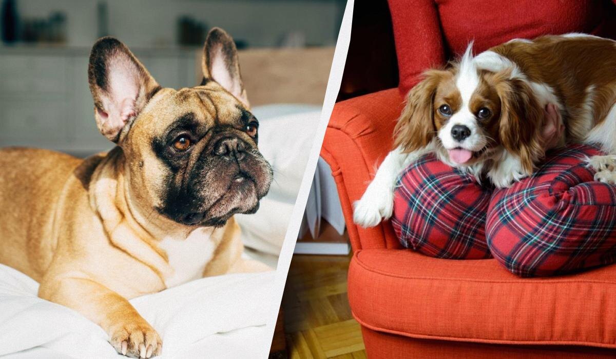 Сколько стоят болезни: породы собак, требующие крупный бюджет на лечение