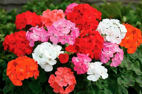 Как правильно формировать пеларгонию для пышного цветения