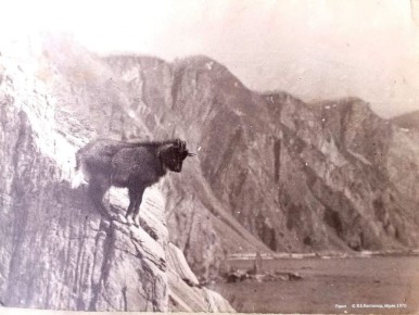 В Приморье пройдёт первое за полвека комплексное исследование амурского горала