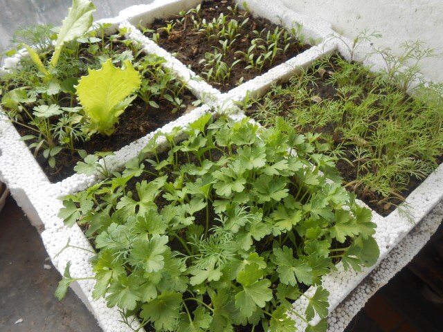 Как вырастить пряные травы у себя дома