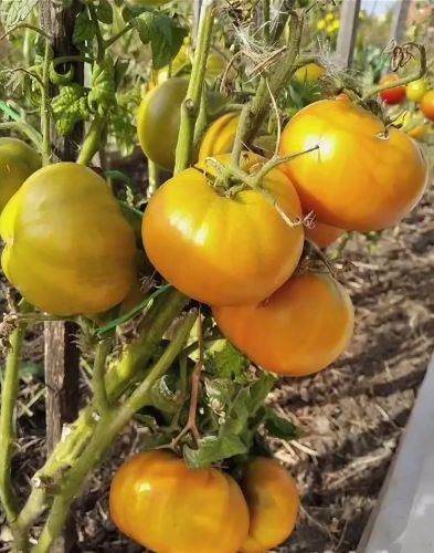 ��������� ������: �� ����������� �� ������� ����� �� ������