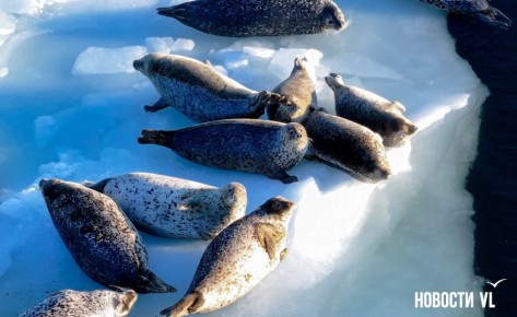 Доброе утро, Владивосток. Днём переменная облачность