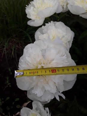 �����������, ������� ����� ������� ����� ��������