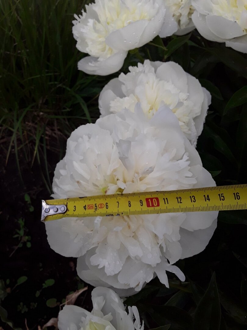 Инструменты, которые нужны каждому юному садоводу