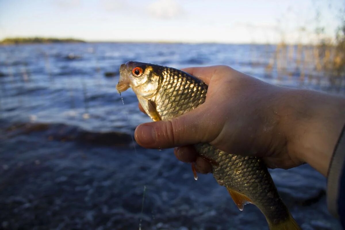 Когда карась начинает клевать и как его привлечь: советы рыбаков