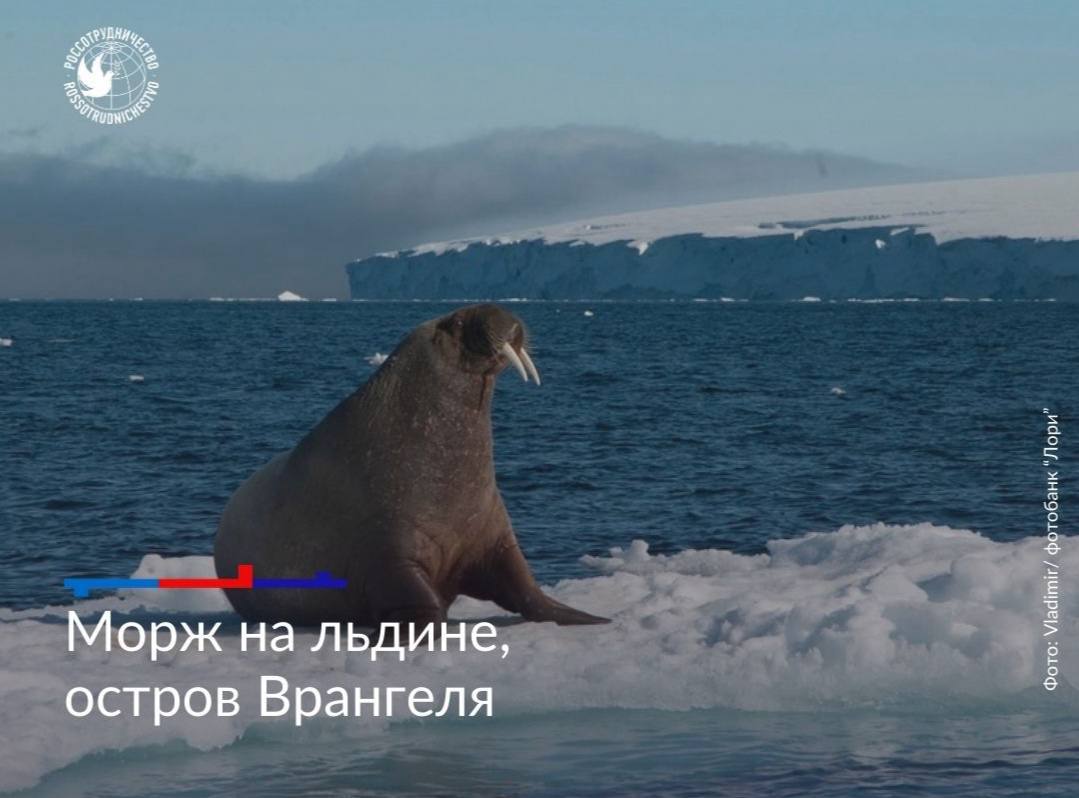 Арктика – сокровищница мира Арктика – сокровищница мира