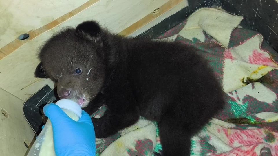 � �������� ������� ����������� ��������