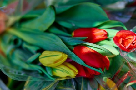 Торговля тюльпанами к 8 Марта развернется в 44 автолавках во Владивостоке