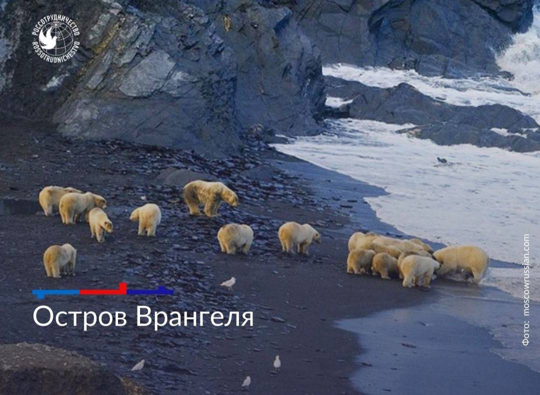 Арктика – сокровищница мира Арктика – сокровищница мира