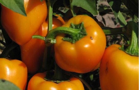 ������ ������� ����� �� ������, ������� ����� ������� ������