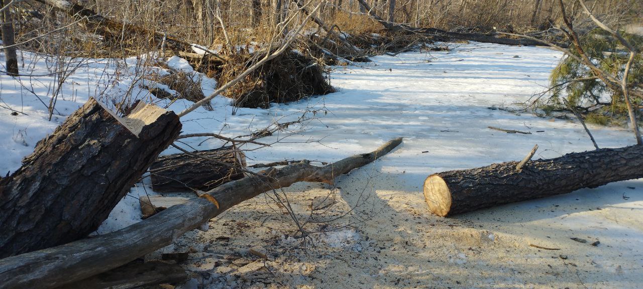 В пригороде Владивостока спили огромный кедр, чтобы посидеть у костра В пригороде Владивостока спили огромный кедр, чтобы посидеть у костра