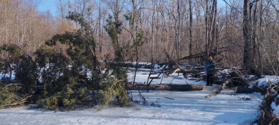 В пригороде Владивостока спили огромный кедр, чтобы посидеть у костра
