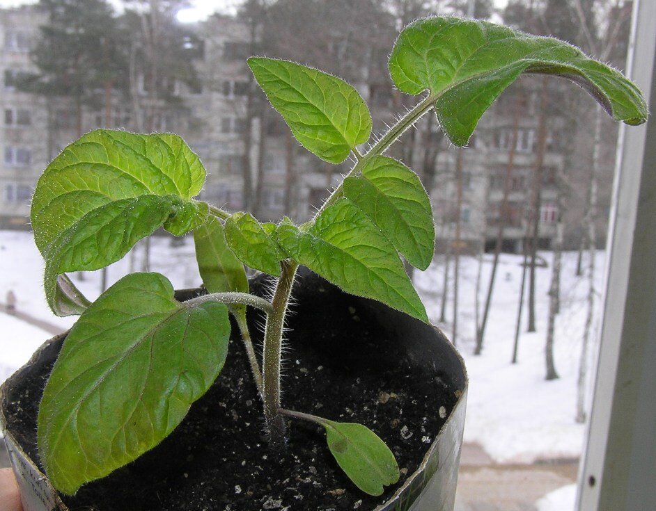 Необычные томаты: Почему картофельные листья — это нормально