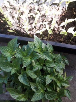 Как правильно подкармливать перец: советы и рекомендации