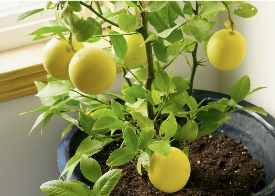 ����������� ������ �� ��������: ������� ��������� ��������� �����������