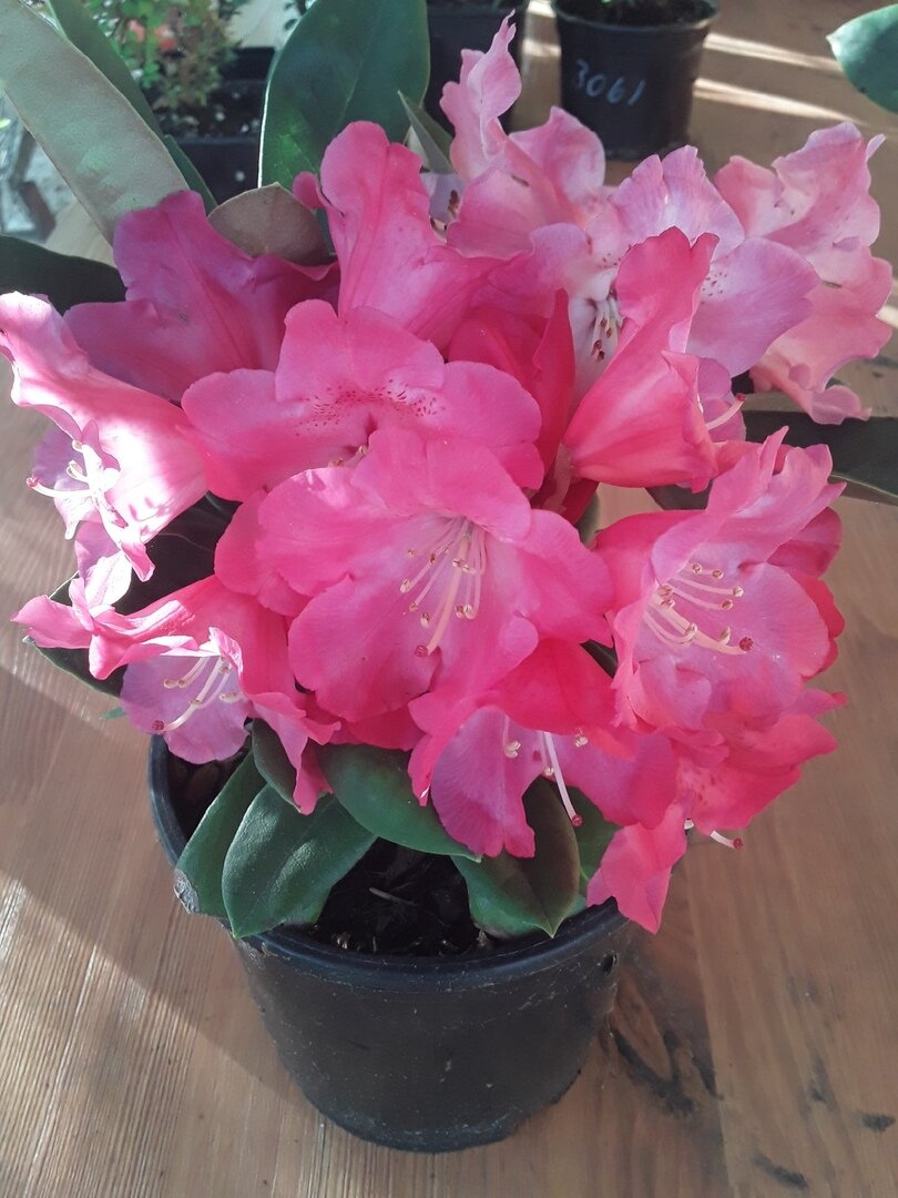 Новые горизонты: питомник "Цветник Поволжья" и его прекрасные растения