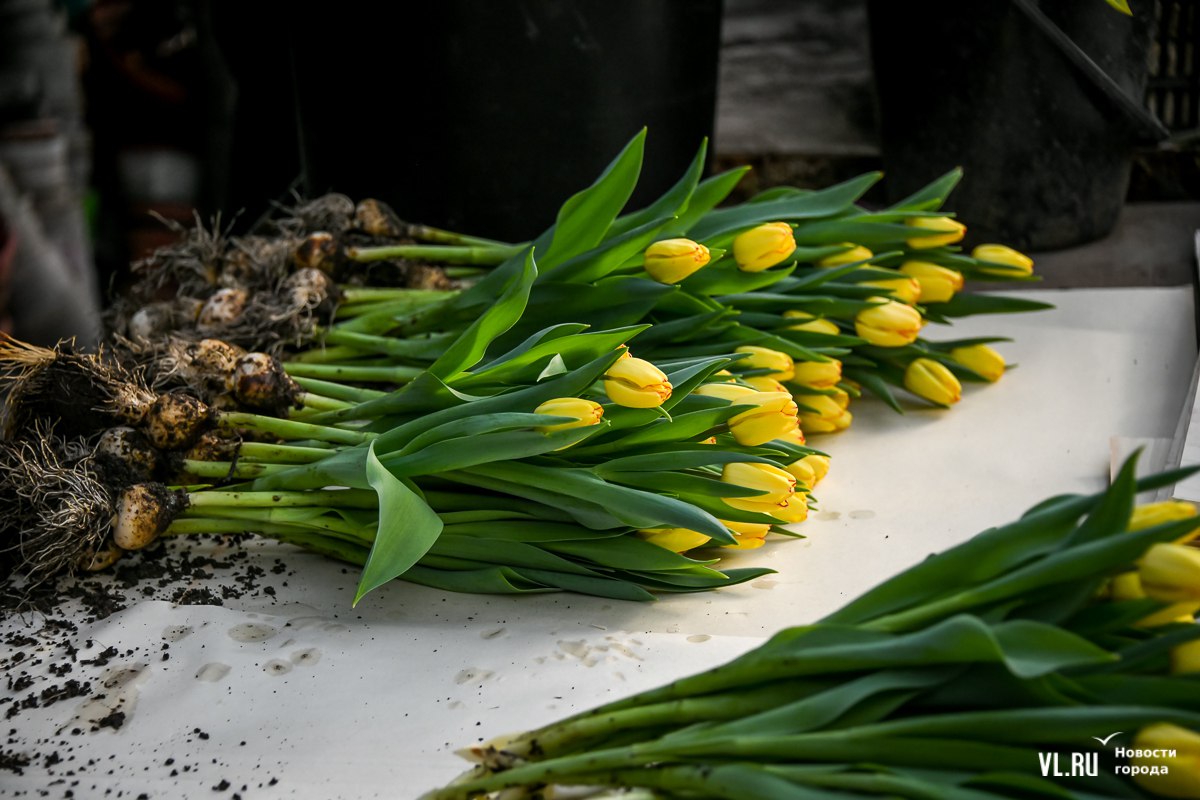 От 85 рублей: оптовые цены на тюльпаны во Владивостоке остались на уровне прошлого года