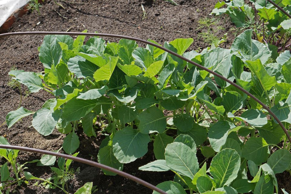 ������� ��� ����: ��� ��������� vegetables �����