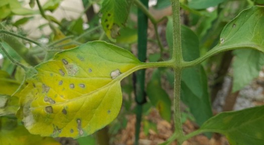 Альтернариоз томатов: как распознать и победить болезнь