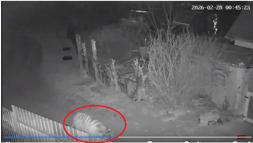 Женщина с петардами против тигра - это фейк?! Эксперты поставили под сомнение достоверность истории с петардами против тигра в Приморье