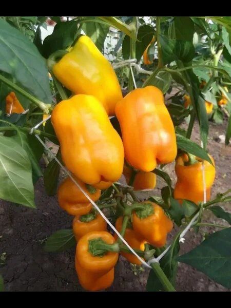 ����� ����� �����: ��������� ����� ��� ���������� �����������